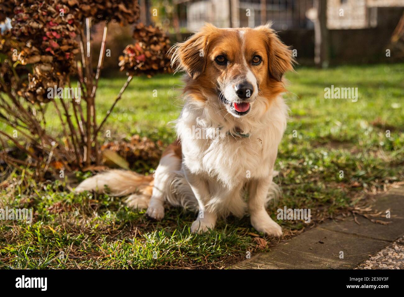 Ritratto di un cane bianco e marrone di mezza razza seduto sopra un prato verde Foto Stock