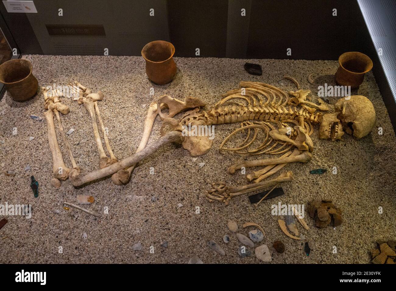 I resti dell'Archer di Amesbury (2400-2200BC), una sepoltura trovata vicino Stonehenge e circa 4300 anni, Salisbury Museum, Salisbury, Wiltshire, UK. Foto Stock