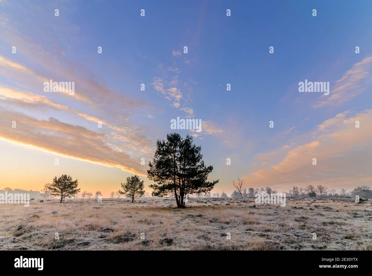 Campo con gelo e pini durante l'alba con le nuvole Foto Stock