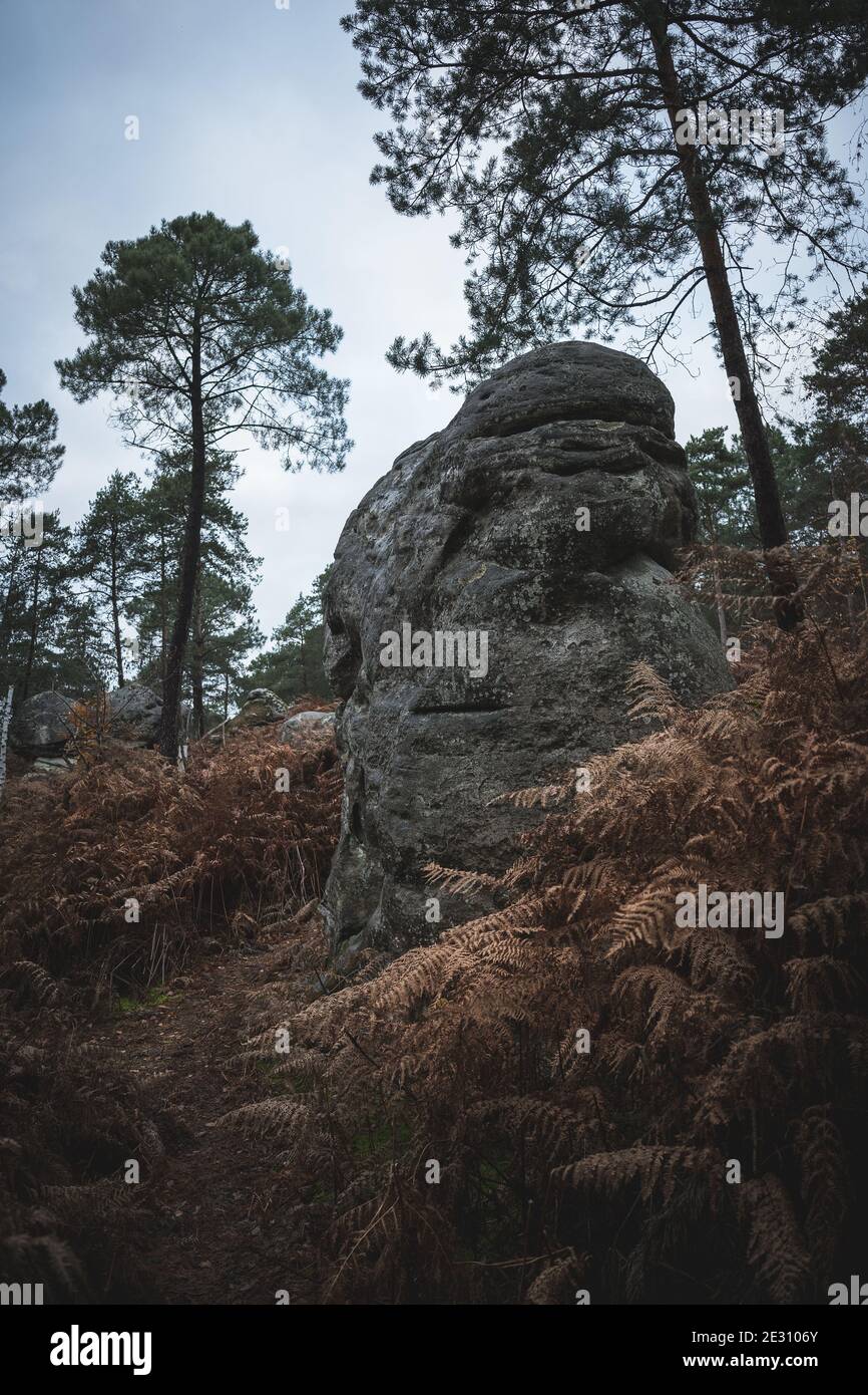 Una bella formazione di pietra arenaria incastonata tra alberi di erica e betulla argentata nella foresta di Fontainebleau, Francia. Foto Stock