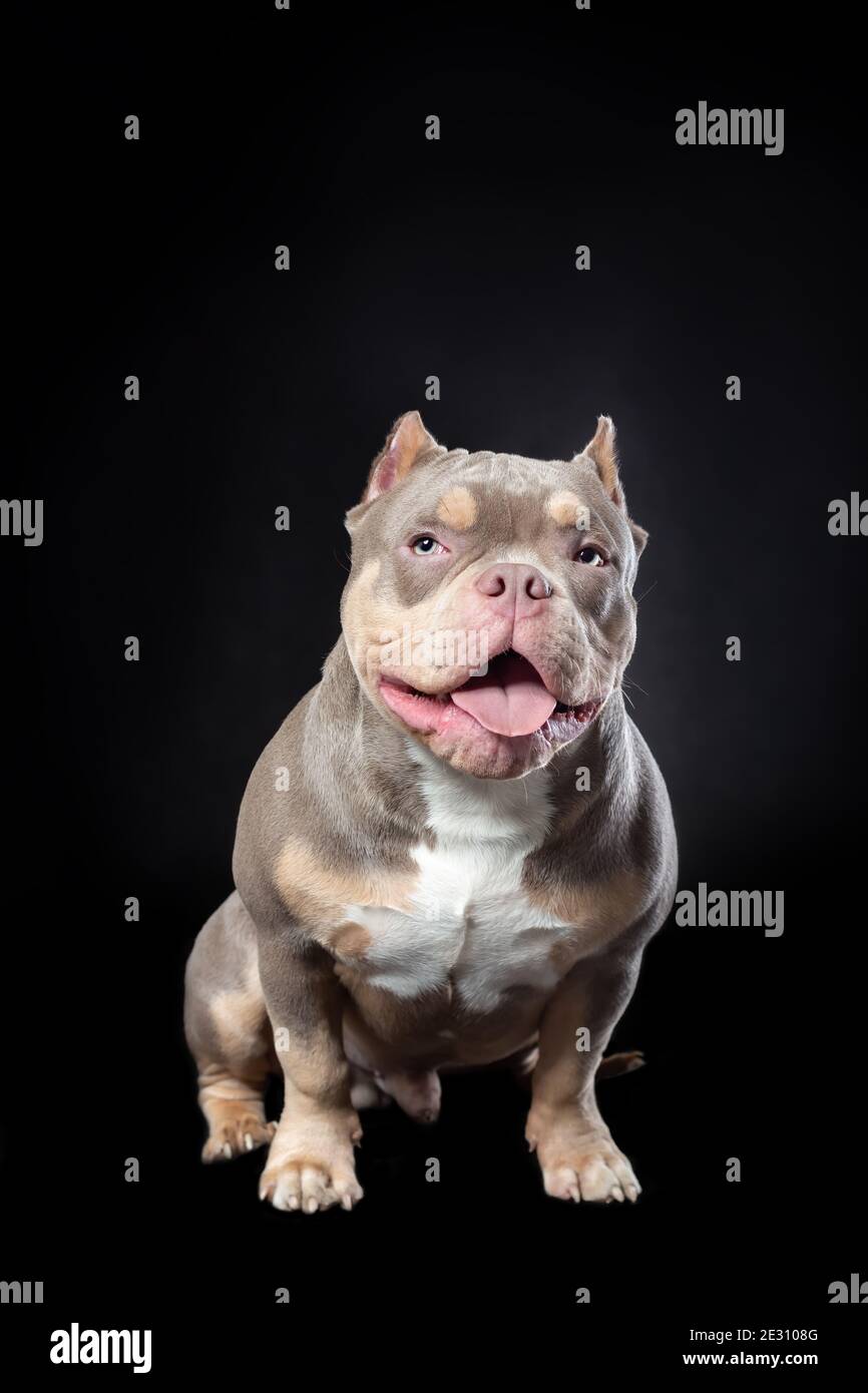 Cane maschio di razza americana bully di lilla tricolore seduto sullo sfondo nero con il sorriso e la lingua fuori Foto Stock