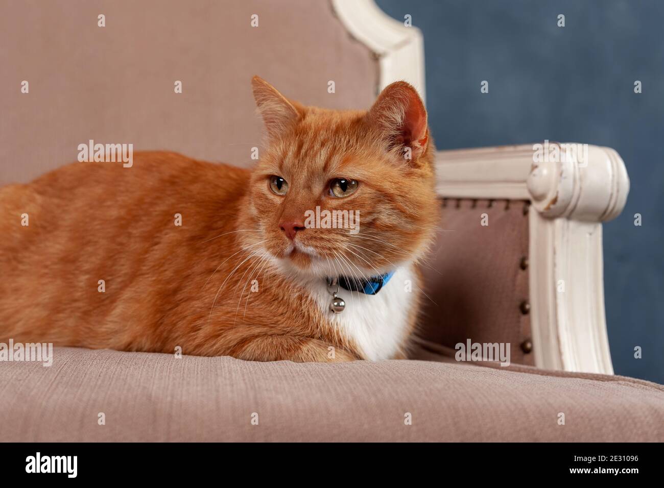 Ritratto di gatto domestico tabby rosso a casa che si riposa su un comodo letto Foto Stock