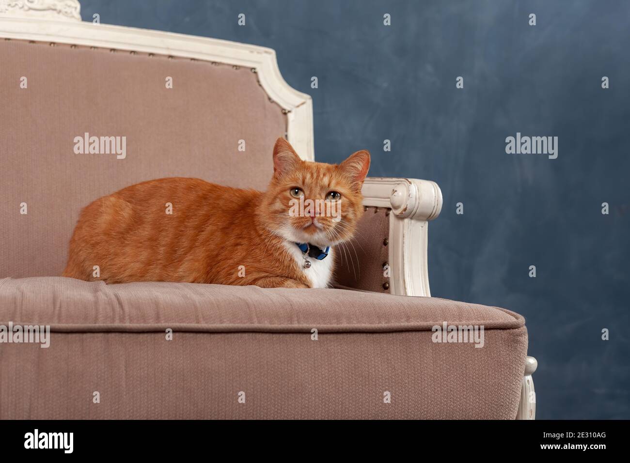 Carino gatto rosso domestico adulto sdraiato su un divano accogliente all'interno Foto Stock