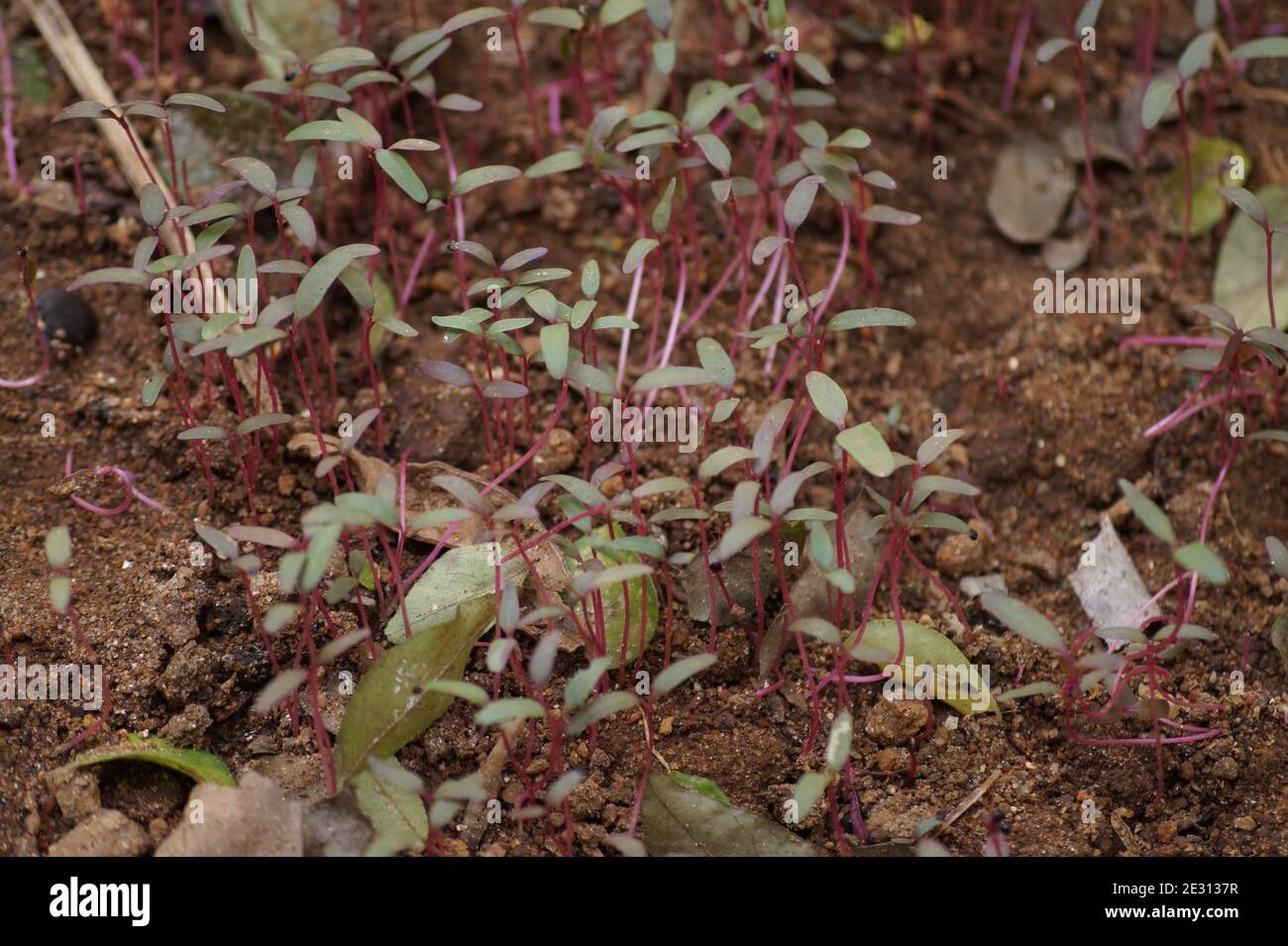 Gruppo di piante di spinaci rossi nel giardino Foto Stock