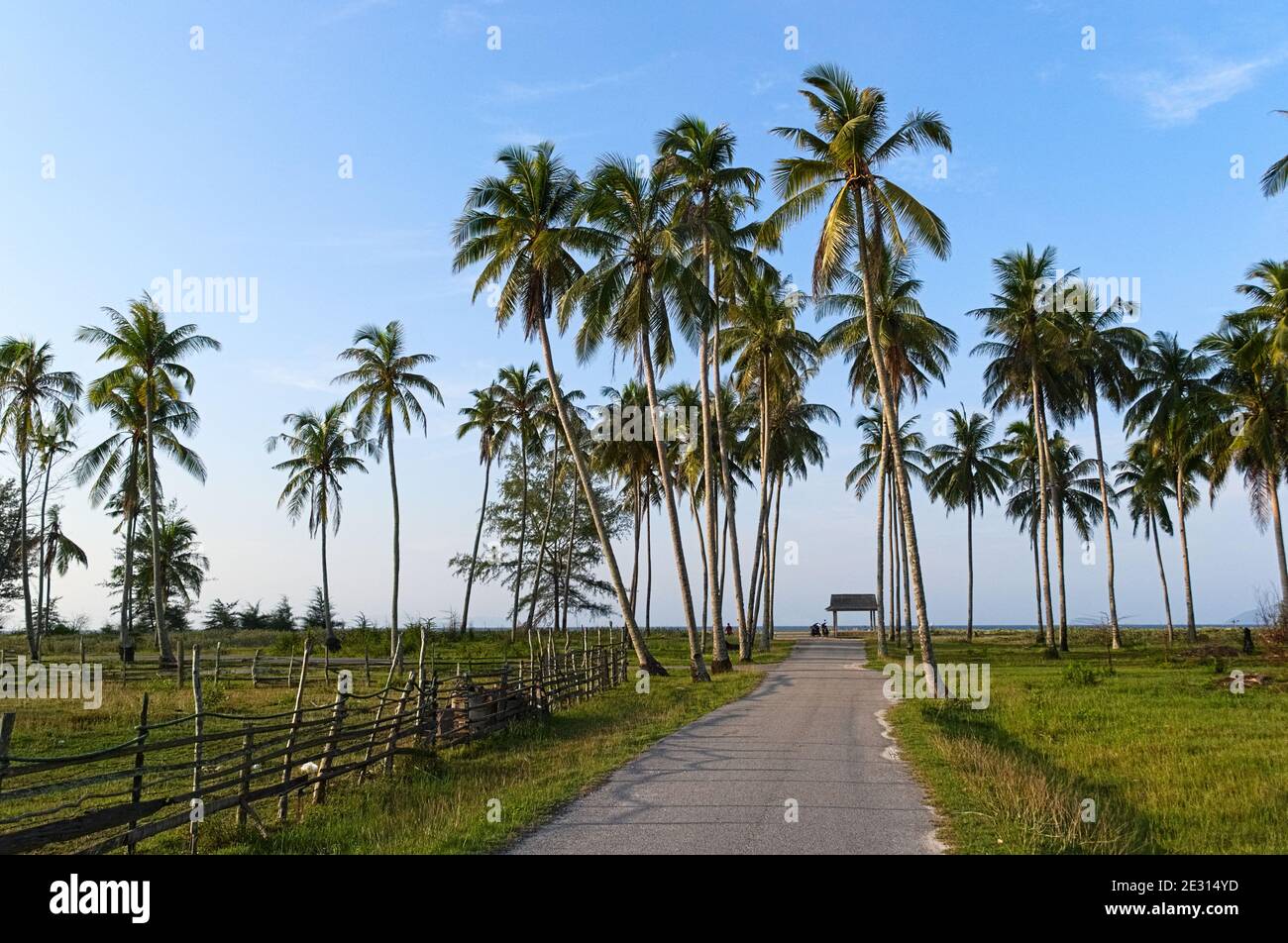 Strada per la spiaggia con palme. Paesaggio tropicale tradizionale. Malesia Foto Stock