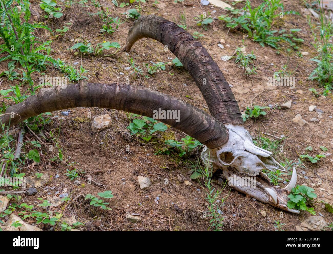 scatto ad angolo alto di un cranio animale cornato su naturale massa Foto Stock