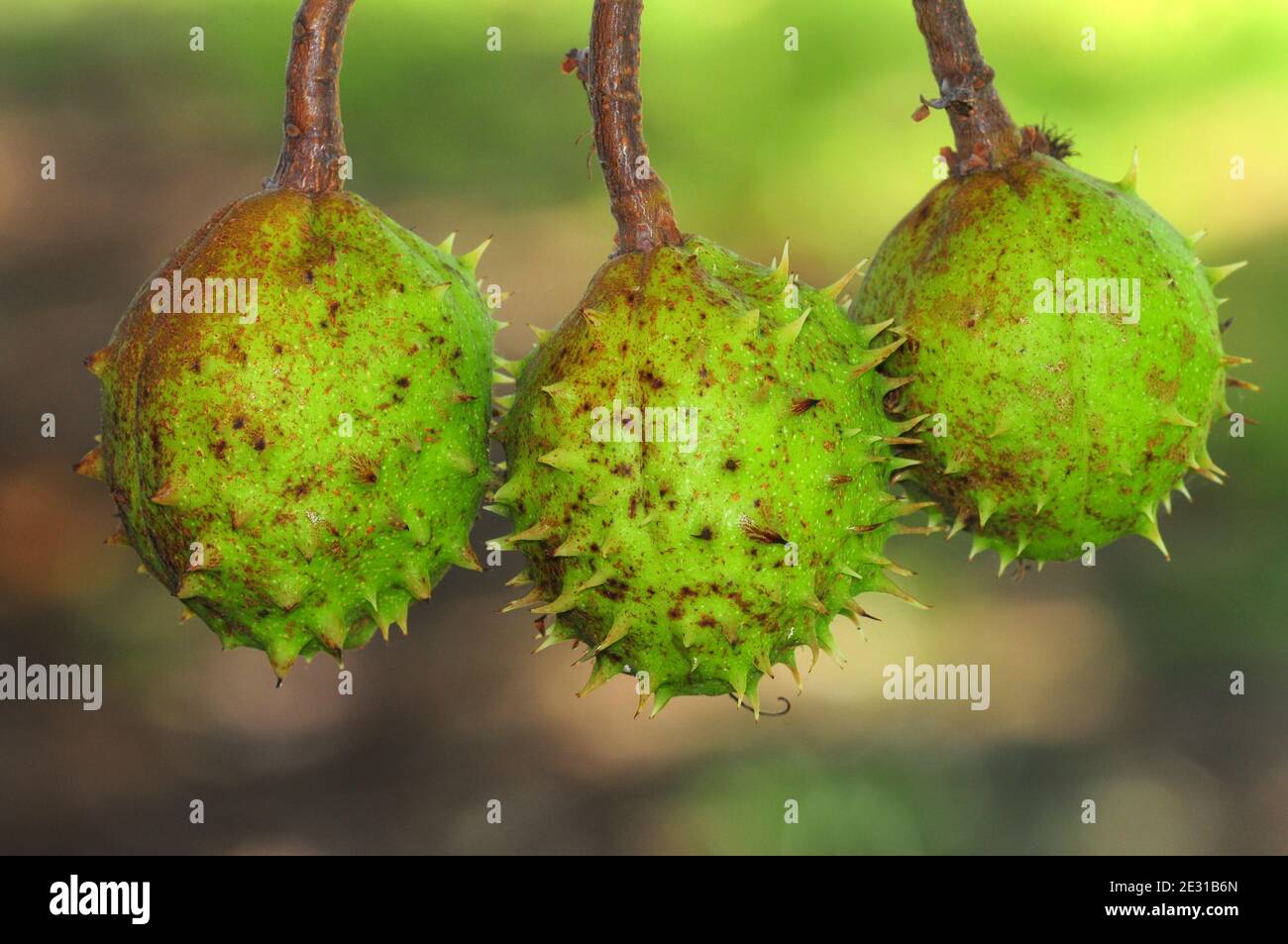 Castagne di cavallo che maturano sull'albero. Dorset, Regno Unito, settembre 2018 Foto Stock