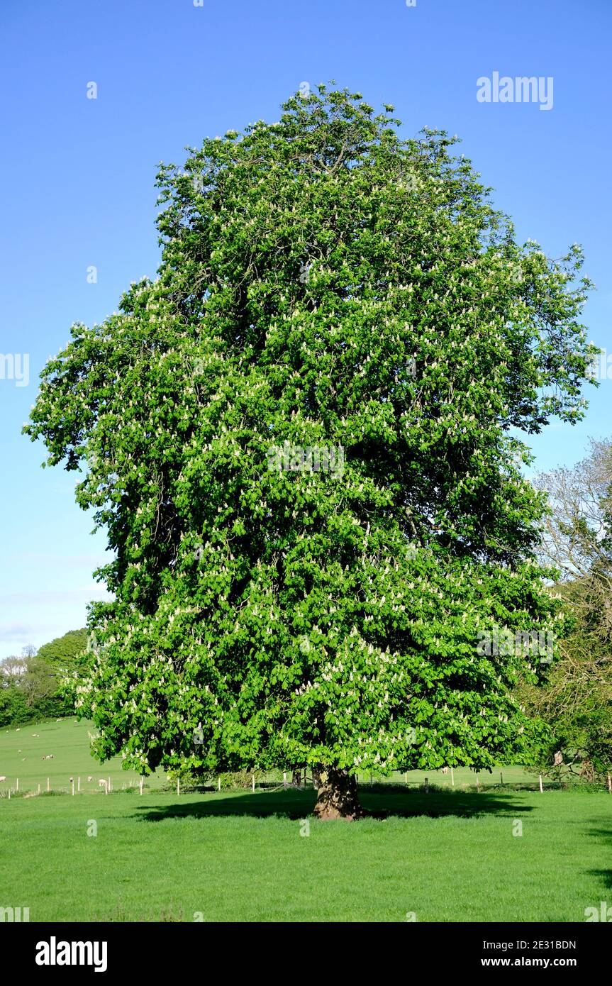 Castagno di cavallo in fiore Foto Stock