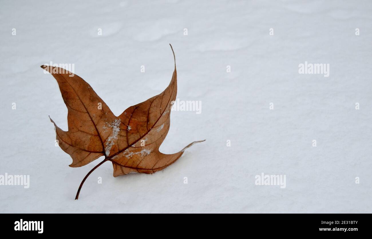 Foglia di acero giallo in natura sulla neve. Foto Stock