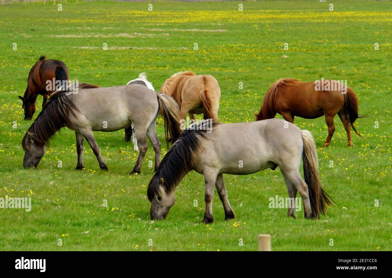 Mandria di cavalli su un campo di erba in Islanda durante estate Foto Stock