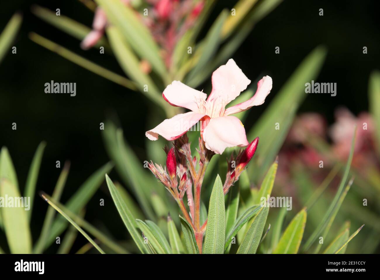 Oleandro (Nerium oleander) Foto Stock