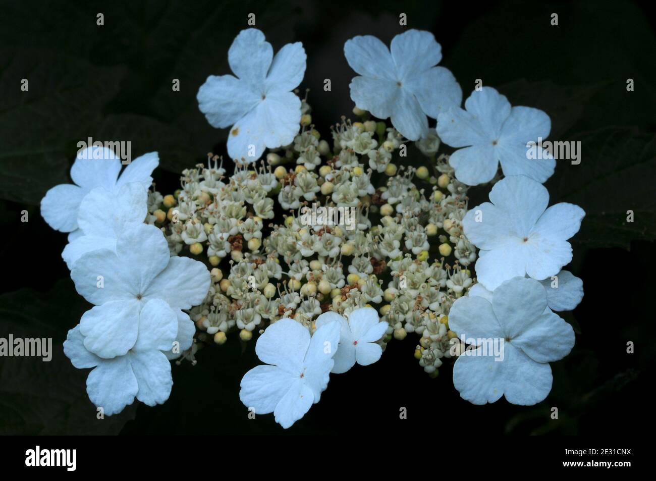 fiori di rosa guelder Foto Stock