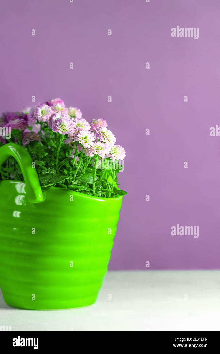 Bouquet di piccoli crisantemi in vaso verde su fondo lilla. Carta floreale e di vacanza. Spazio di copia Foto Stock