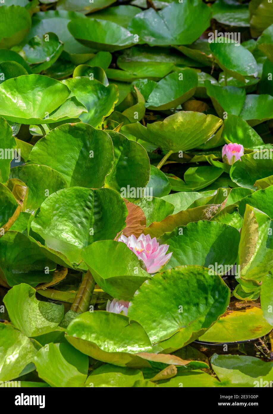 piena cornice soleggiata illuminata fitta vegetazione di ninfee d'acqua Foto Stock