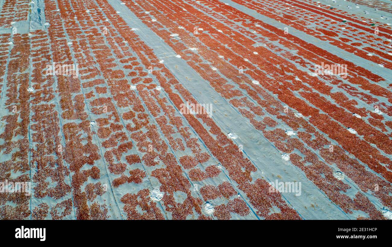 Gli agricoltori stanno asciugando i pomodori, la produzione di pomodori secchi Foto Stock