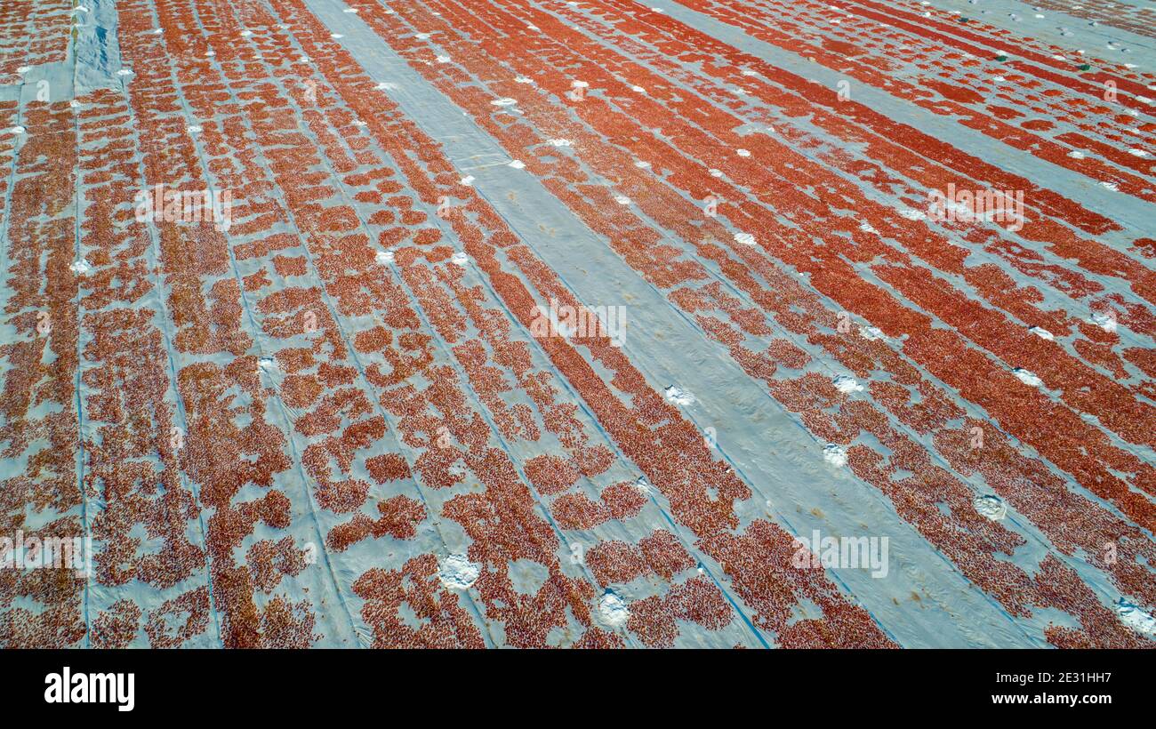 Gli agricoltori stanno asciugando i pomodori, la produzione di pomodori secchi Foto Stock