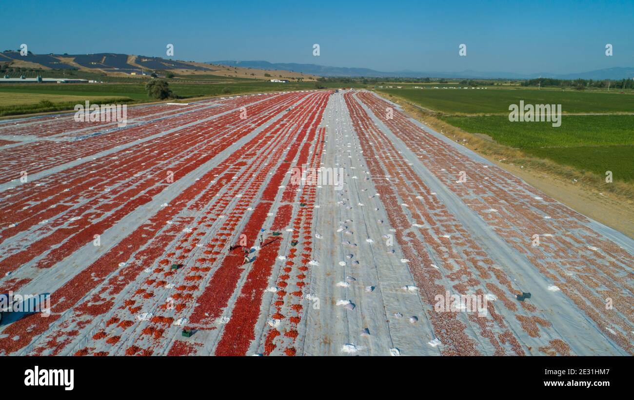 Gli agricoltori stanno asciugando i pomodori, la produzione di pomodori secchi Foto Stock
