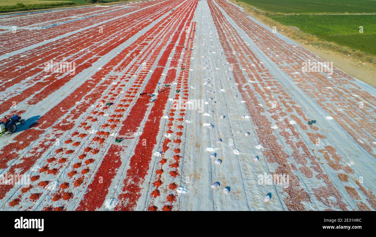 Gli agricoltori stanno asciugando i pomodori, la produzione di pomodori secchi Foto Stock