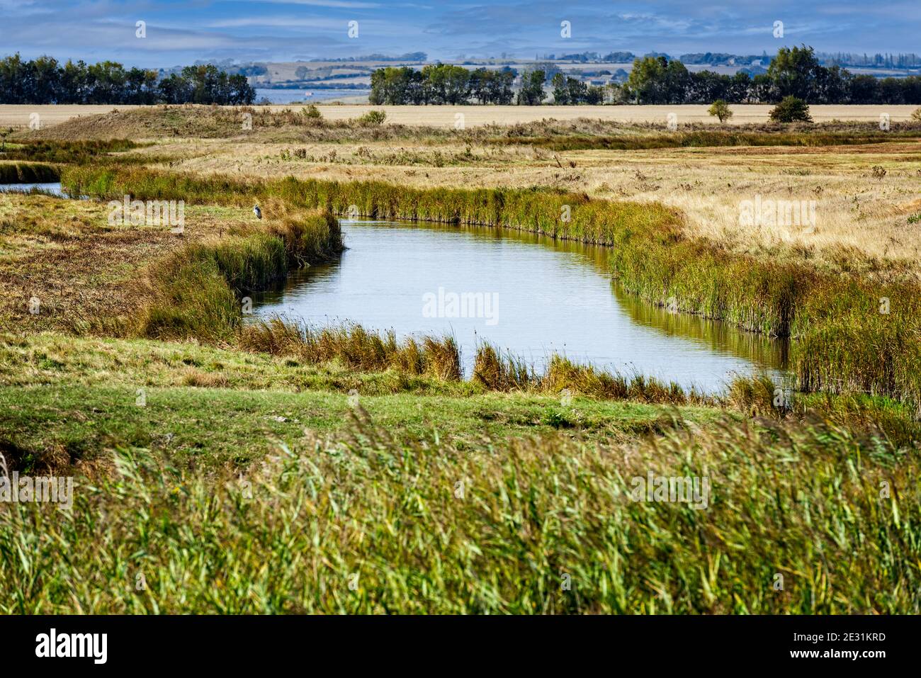 La riserva naturale nazionale di Swale sull'isola di Sheppey a Kent, Inghilterra Foto Stock