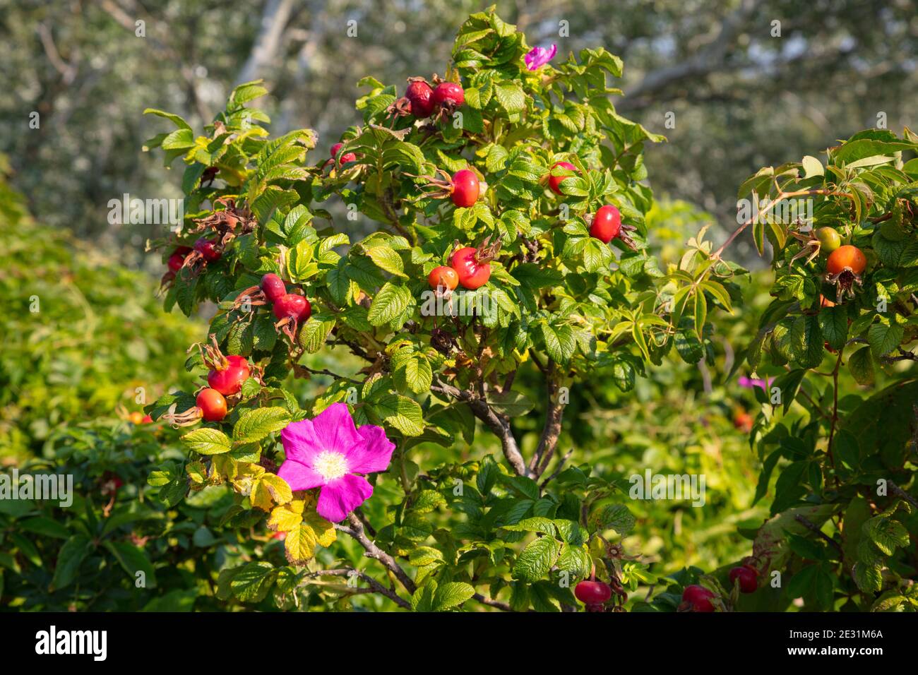 Rosa canina, Borkum, Isola Frisone Orientale, frisia Orientale, bassa Sassonia, Germania, Europa Foto Stock