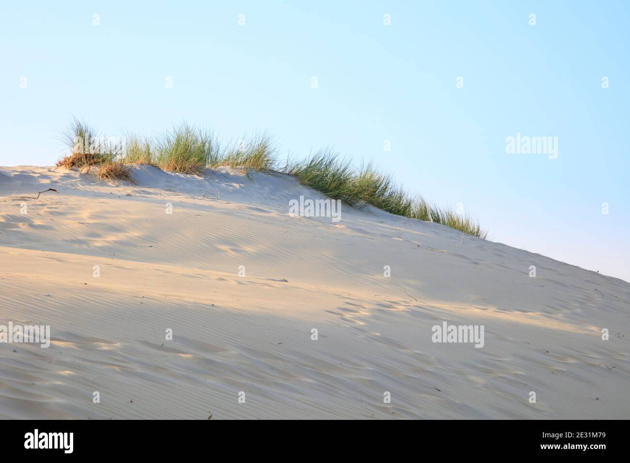 Paesaggio delle dune al Nationalpark Wadden mare, Borkum, Isola Frisone Est, frisia Est, bassa Sassonia, Germania, Europa Foto Stock Paesaggio delle dune al Nationalpark Wadden mare, Borkum, Isola Frisone Est, frisia Est, bassa Sassonia, Germania, Europa Foto Stock