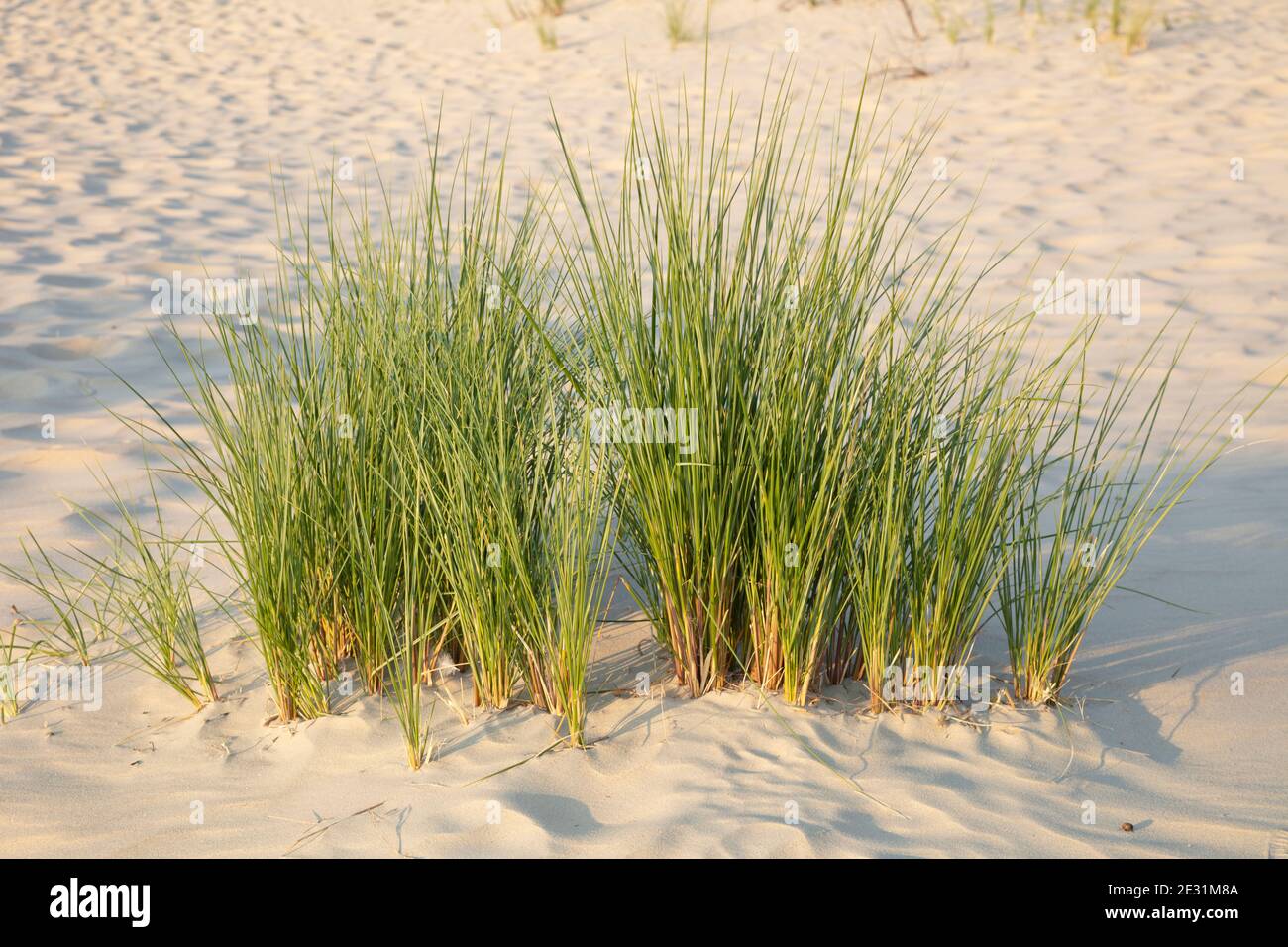 Paesaggio delle dune al Nationalpark Wadden mare, Borkum, Isola Frisone Est, frisia Est, bassa Sassonia, Germania, Europa Foto Stock Paesaggio delle dune al Nationalpark Wadden mare, Borkum, Isola Frisone Est, frisia Est, bassa Sassonia, Germania, Europa Foto Stock