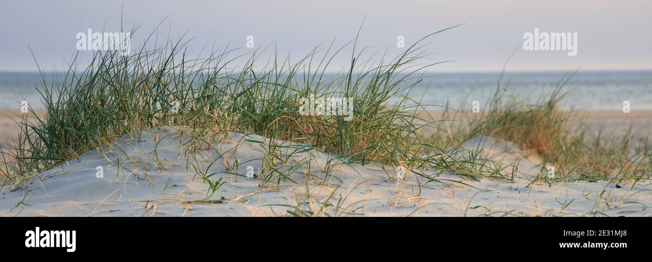 Paesaggio delle dune al Nationalpark Wadden mare, Borkum, Isola Frisone Est, frisia Est, bassa Sassonia, Germania, Europa Foto Stock Paesaggio delle dune al Nationalpark Wadden mare, Borkum, Isola Frisone Est, frisia Est, bassa Sassonia, Germania, Europa Foto Stock