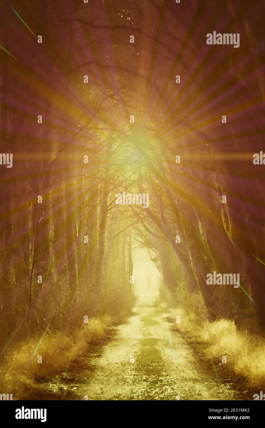 percorso in natura con alberi e luminosa luce mistica Foto Stock