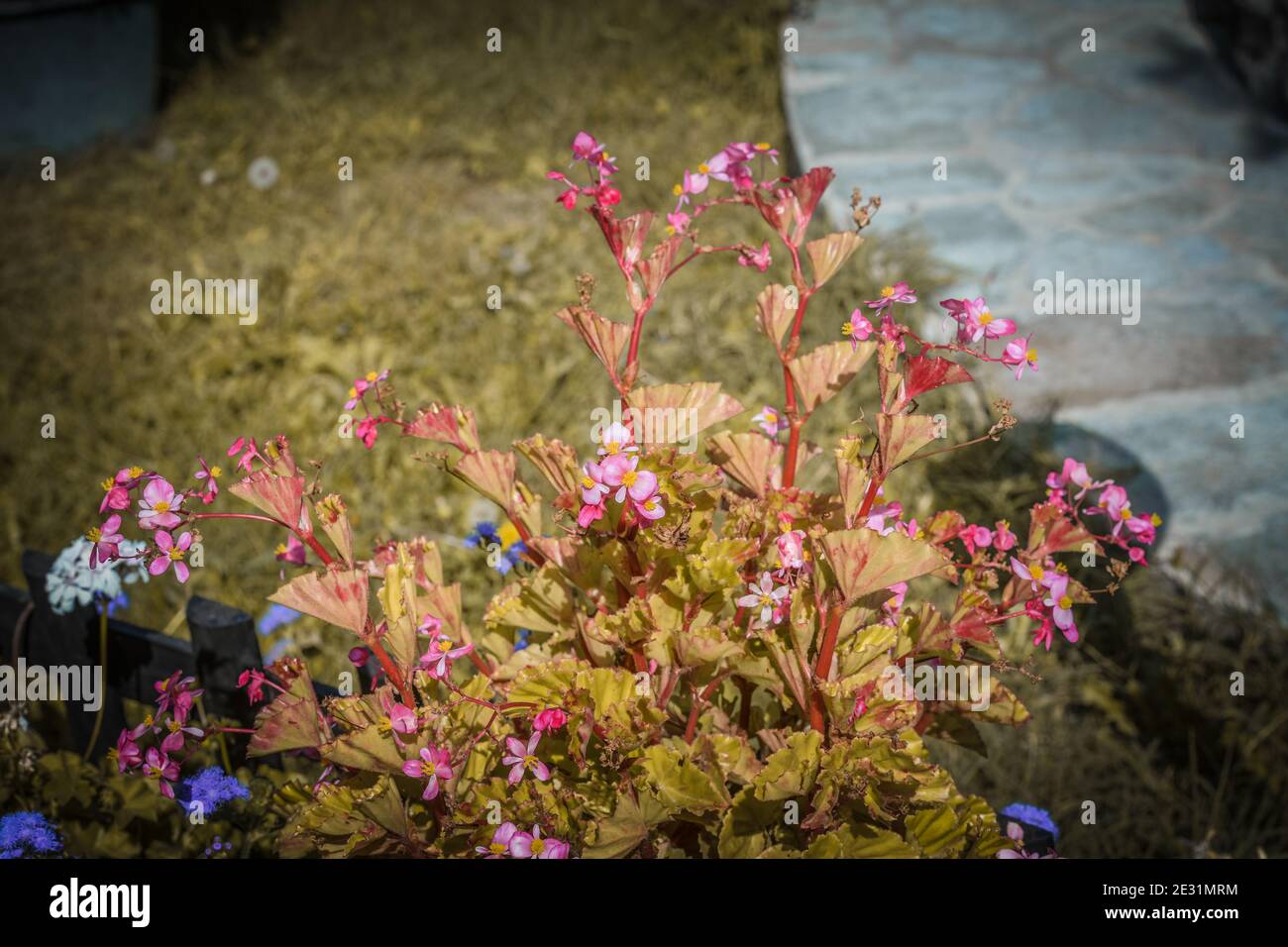 Begonias, semperflorens begonias, in giardino, begonia in vaso. Modello di bello naturale giallo e arancio begonia fiori texture piena fioritura i Foto Stock