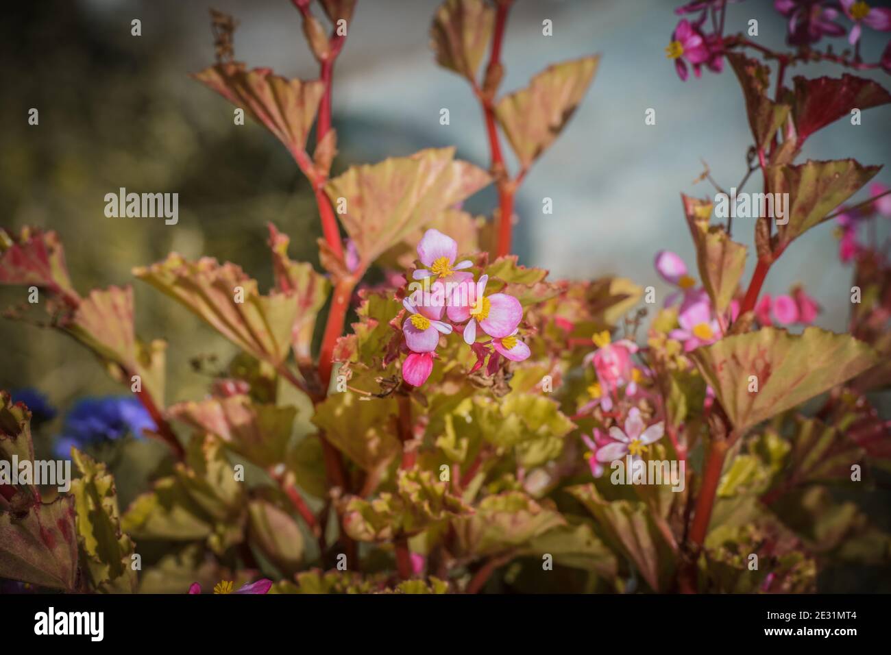 Begonias, semperflorens begonias, in giardino, begonia in vaso. Modello di bello naturale giallo e arancio begonia fiori texture piena fioritura i Foto Stock