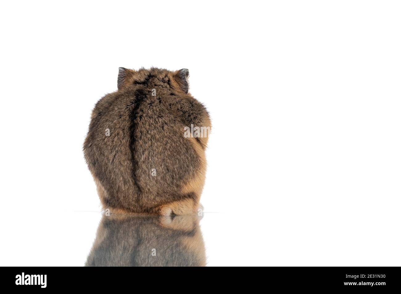 Carino criceto, seduto indietro. Con striscia dorsale. Isolato su sfondo bianco. Foto Stock