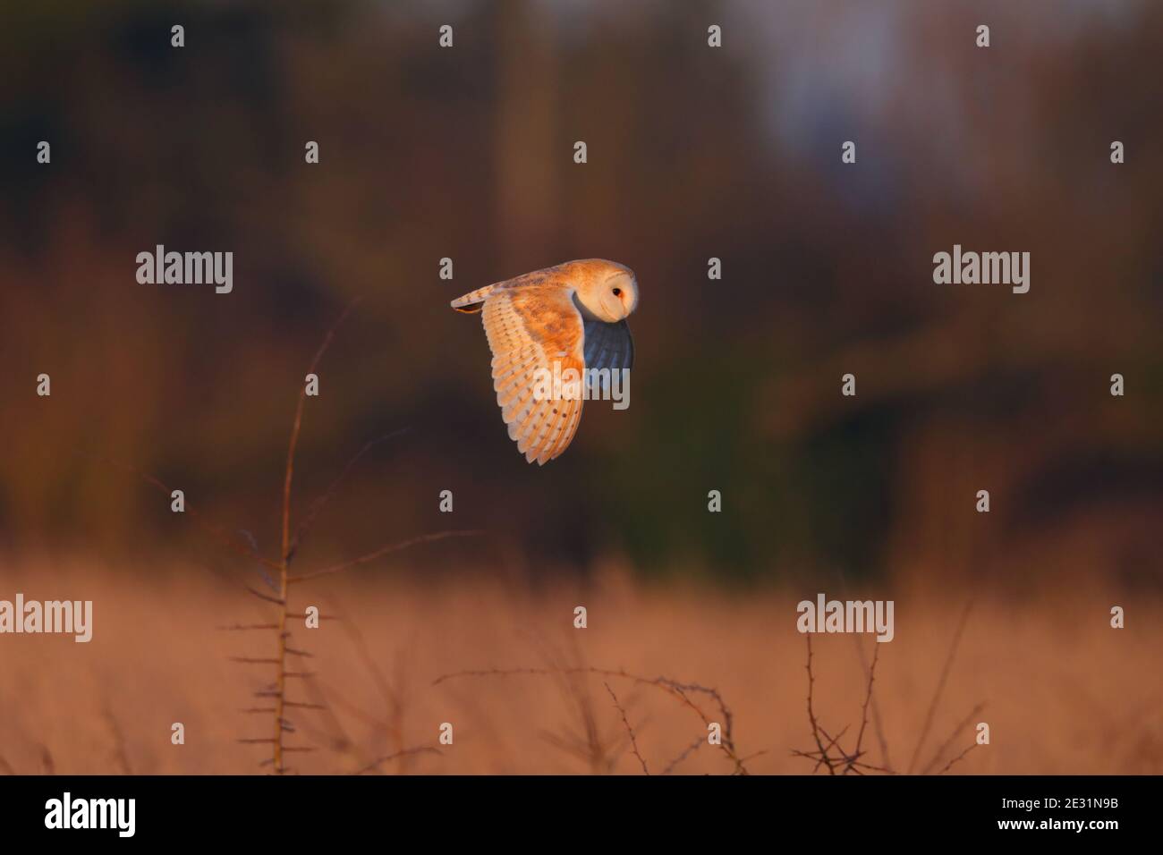 Un Barn Owl (Tyto alba) in volo a Suffolk, Regno Unito Foto Stock