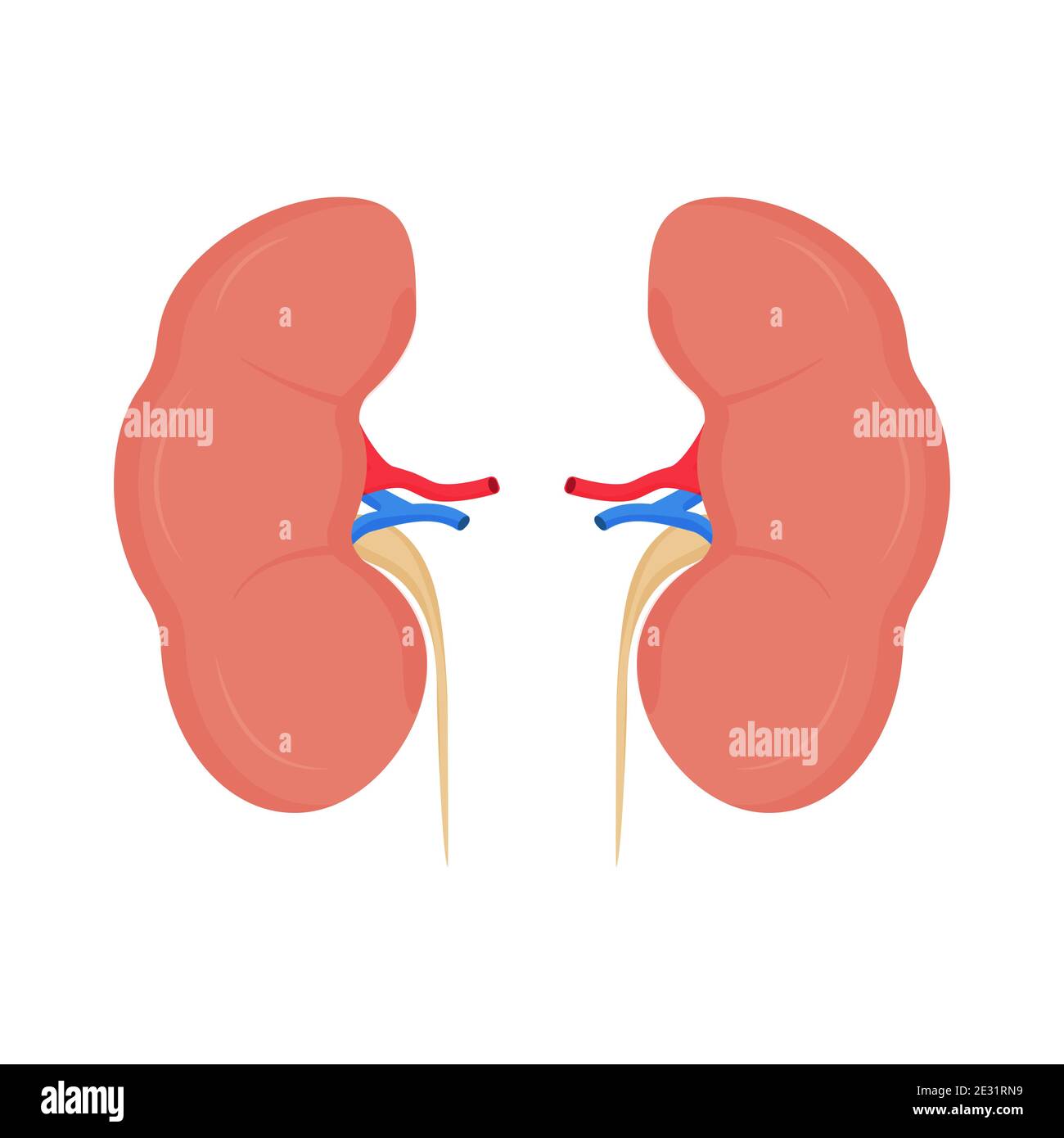Anatomia, biologia, rene di organo umano, isolato in dettaglio su sfondo bianco stock illustrazione vettoriale. Medico, clipart di formazione in stile piatto. Illustrazione vettoriale Illustrazione Vettoriale
