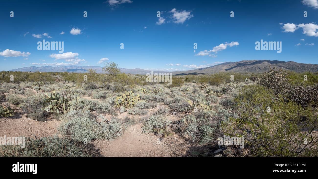 La bellezza ineffabile del deserto Foto Stock