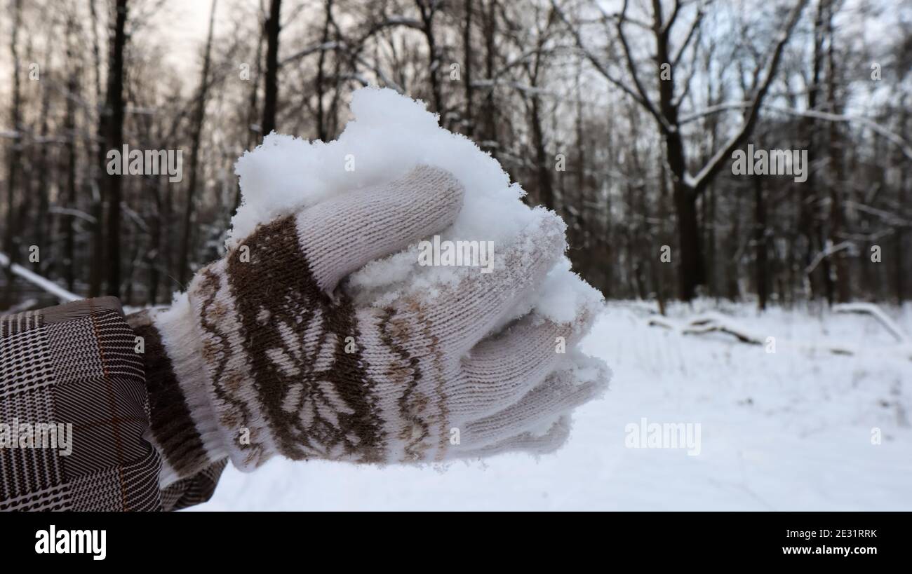 Le mani da donna in guanti lavorati a maglia trattengono la neve bianca morbida naturale all'aperto in una giornata invernale. Gioioso inverno. Le mani trattengono la neve fredda. Trascorrere il tempo a natu Foto Stock