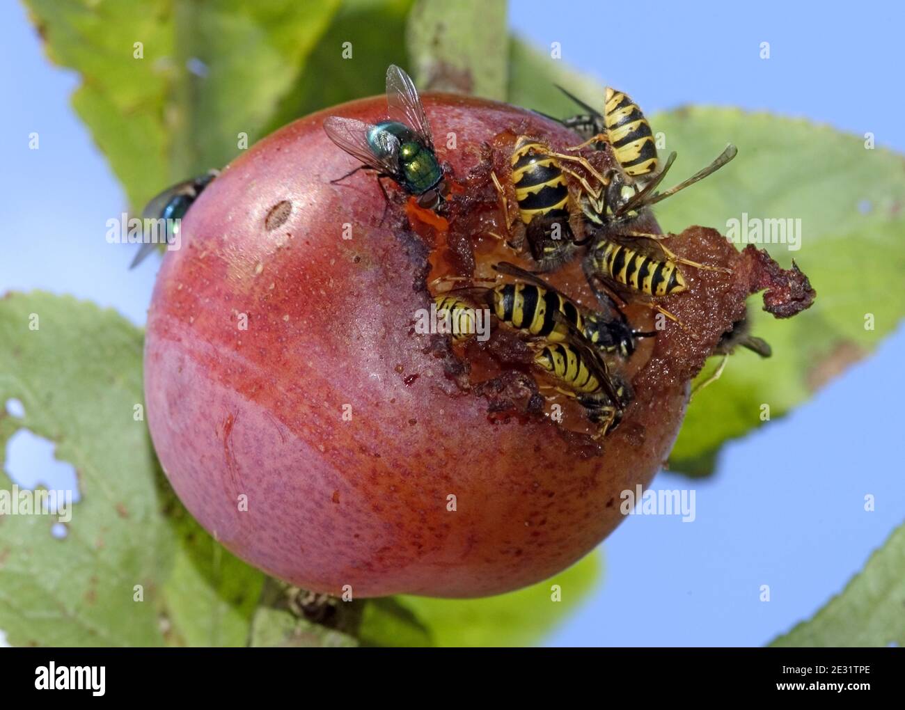 Vespe (Vespula vulgaris) e mosche (Muscidae spp.) che si alimentano su una prugna victoria matura danneggiata sull'albero, Devon, giugno Foto Stock