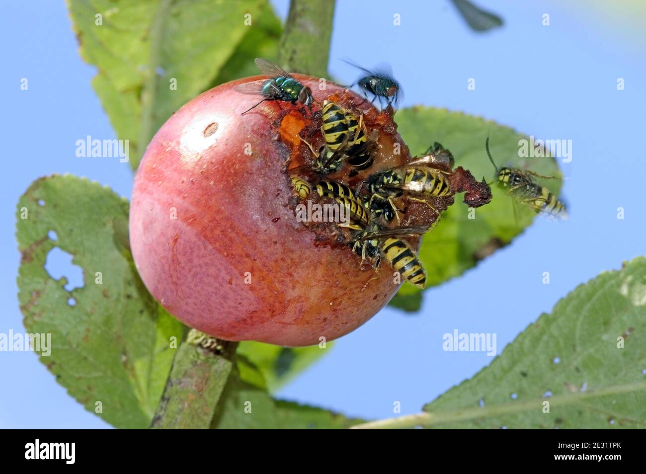 Vespe (Vespula vulgaris) e mosche (Muscidae spp.) che si alimentano su una prugna victoria matura danneggiata sull'albero, Devon, giugno Foto Stock