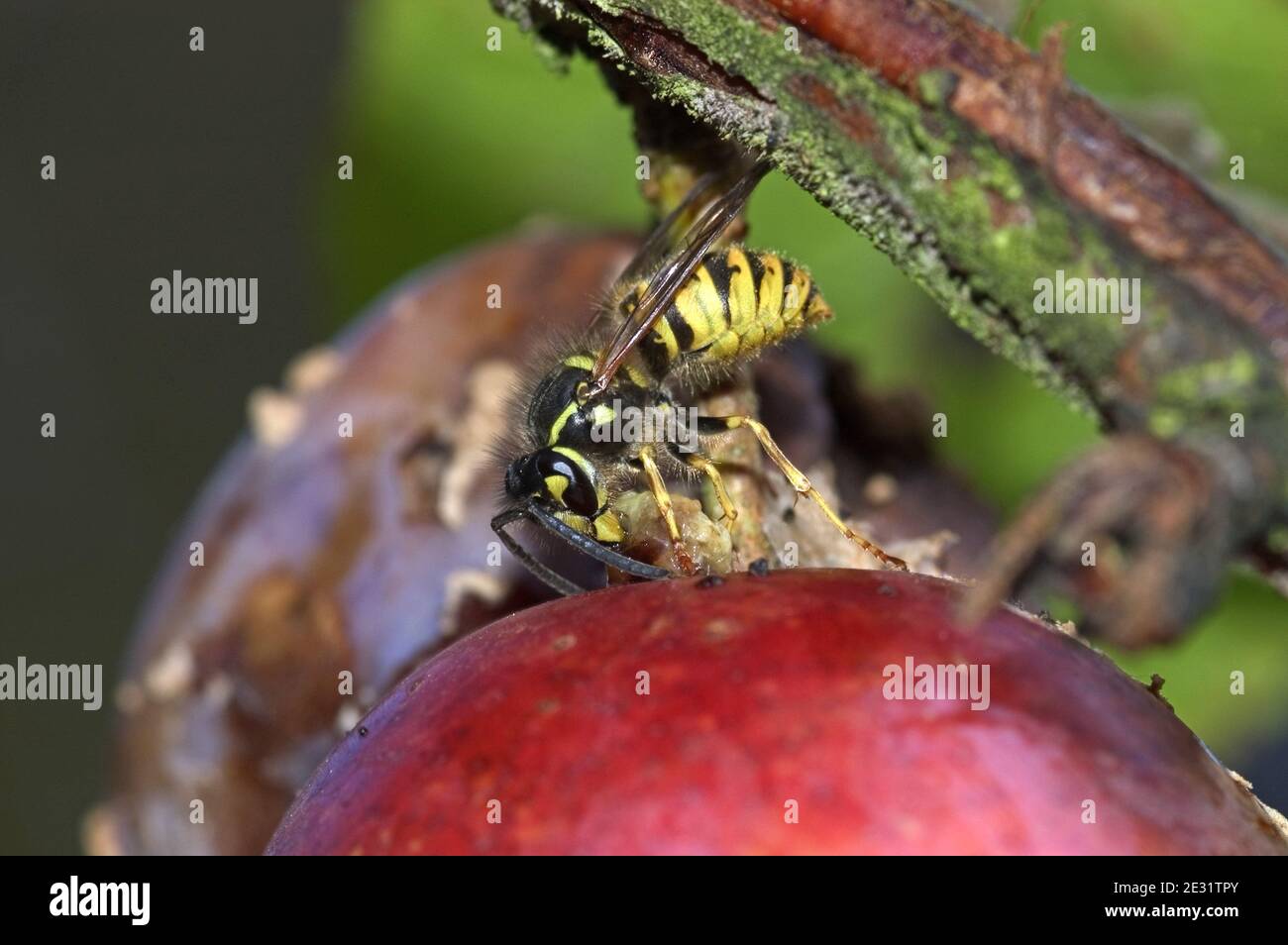 Una vespa comune europea (Vespula vulgaris) che predica e si nutre di un tortrice bruco su un albero di prugne, Devon, giugno Foto Stock