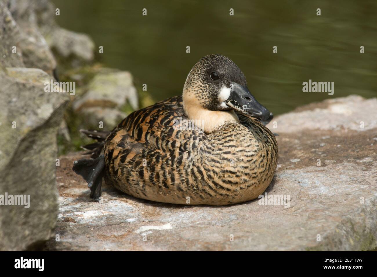 Anatra bianca (Thalassornis leuconotus) che riposa su una roccia vicino ad un lago all'Arundel Wetland Trust, West Sussex, luglio Foto Stock