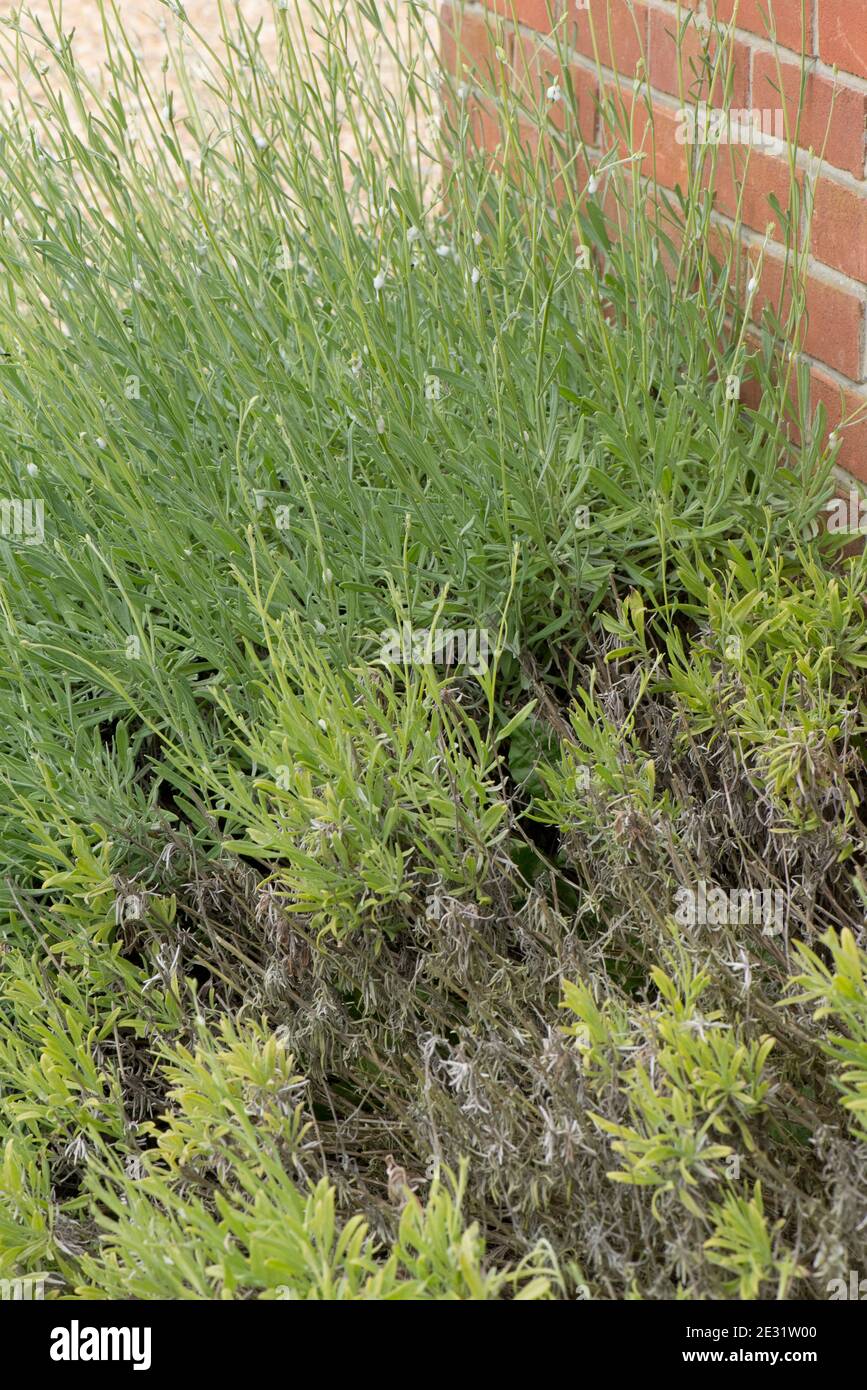 Radice di marciume (Phytophthora sp.) causando morte andamage a lavanda ornamentale (Lavandula sp.) piante, Berkshire, giugno Foto Stock