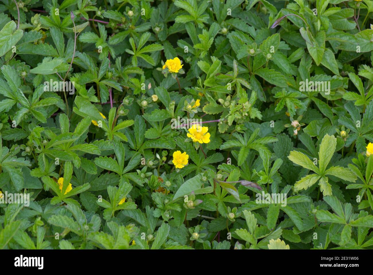 Cinefrolo strisciante (Potentilla reptans) stolonifera che sparge piante selvatiche con fiori gialli, Berkshire, giugno Foto Stock