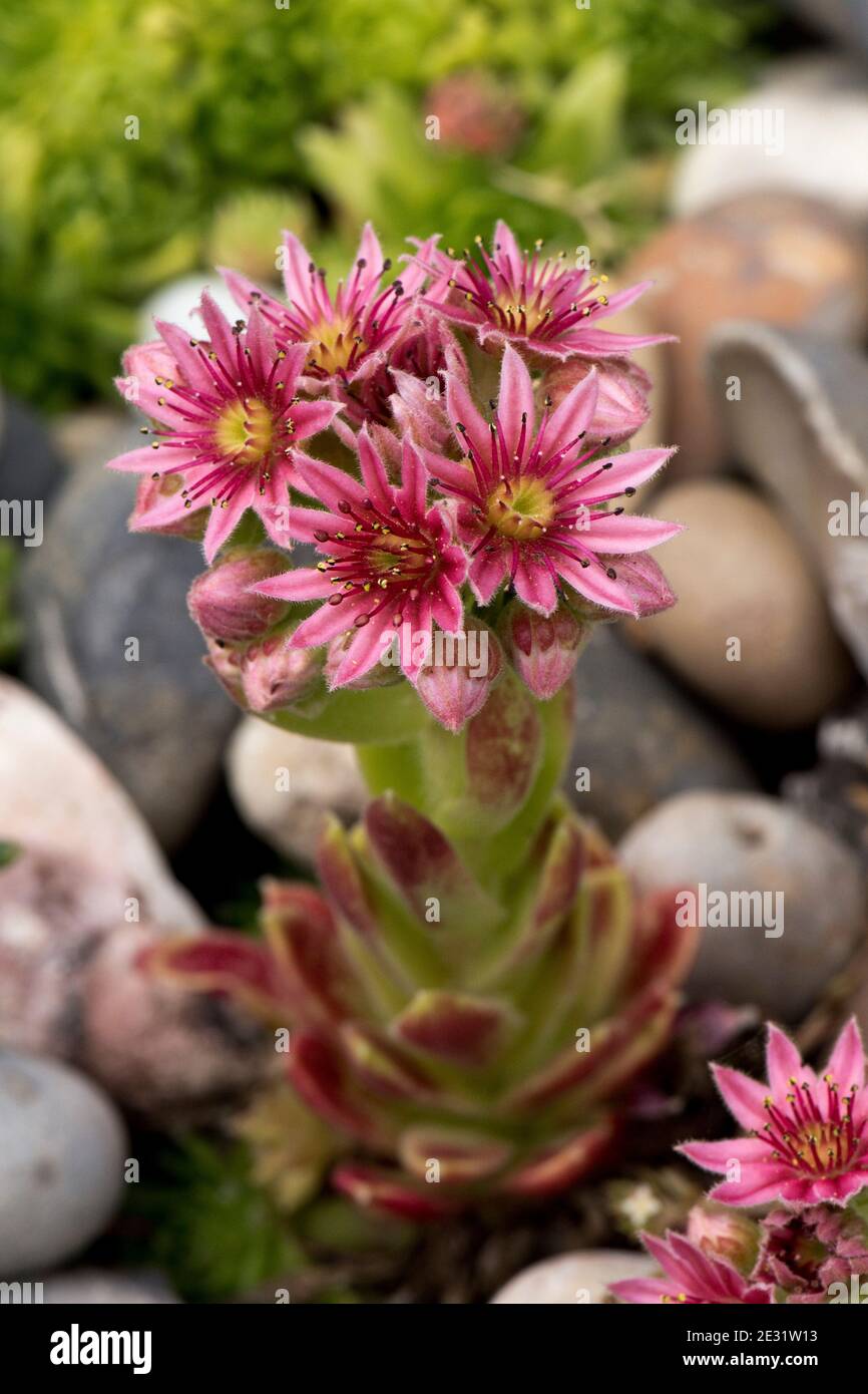 Fiori rossi rosati su un picco fiorente di un hooseleek (Sempervivum tectorum) cresciuto in un giardino ornamentale di pietra, Berkshire, luglio Foto Stock