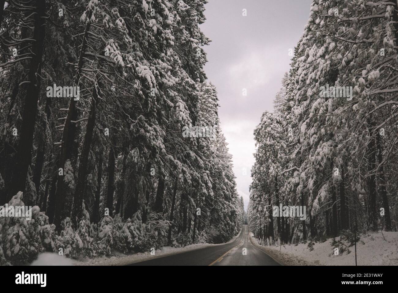 Empty Road divide boschi ricoperti di neve. Foto Stock