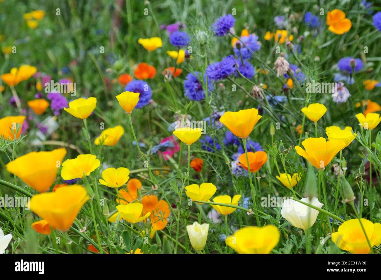 Fiori di mais e papaveri della California fioriscono in un prato di fiori selvatici Foto Stock