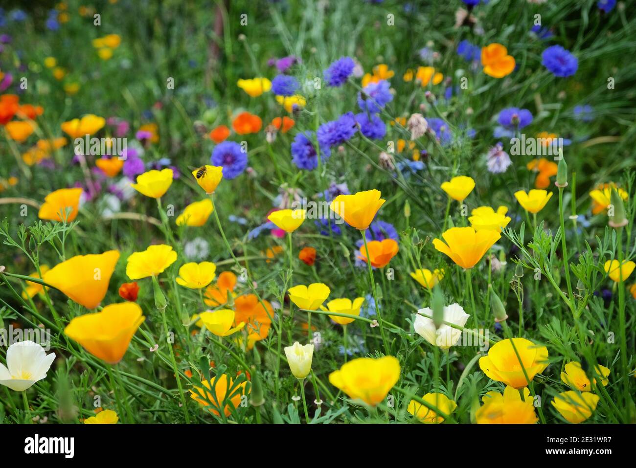 Fiori di mais e papaveri della California fioriscono in un prato di fiori selvatici Foto Stock