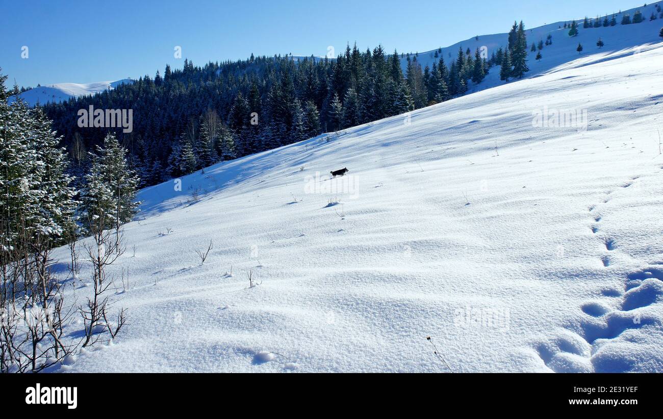 il cane sale sul pendio innevato di un prato di montagna con neve pulita Foto Stock