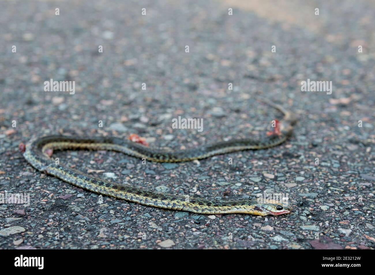 Un piccolo serpente morto sdraiato su una strada. Il fuoco è sul suo occhio. Profondità di campo poco profonda. Vista ad angolo basso. Foto Stock