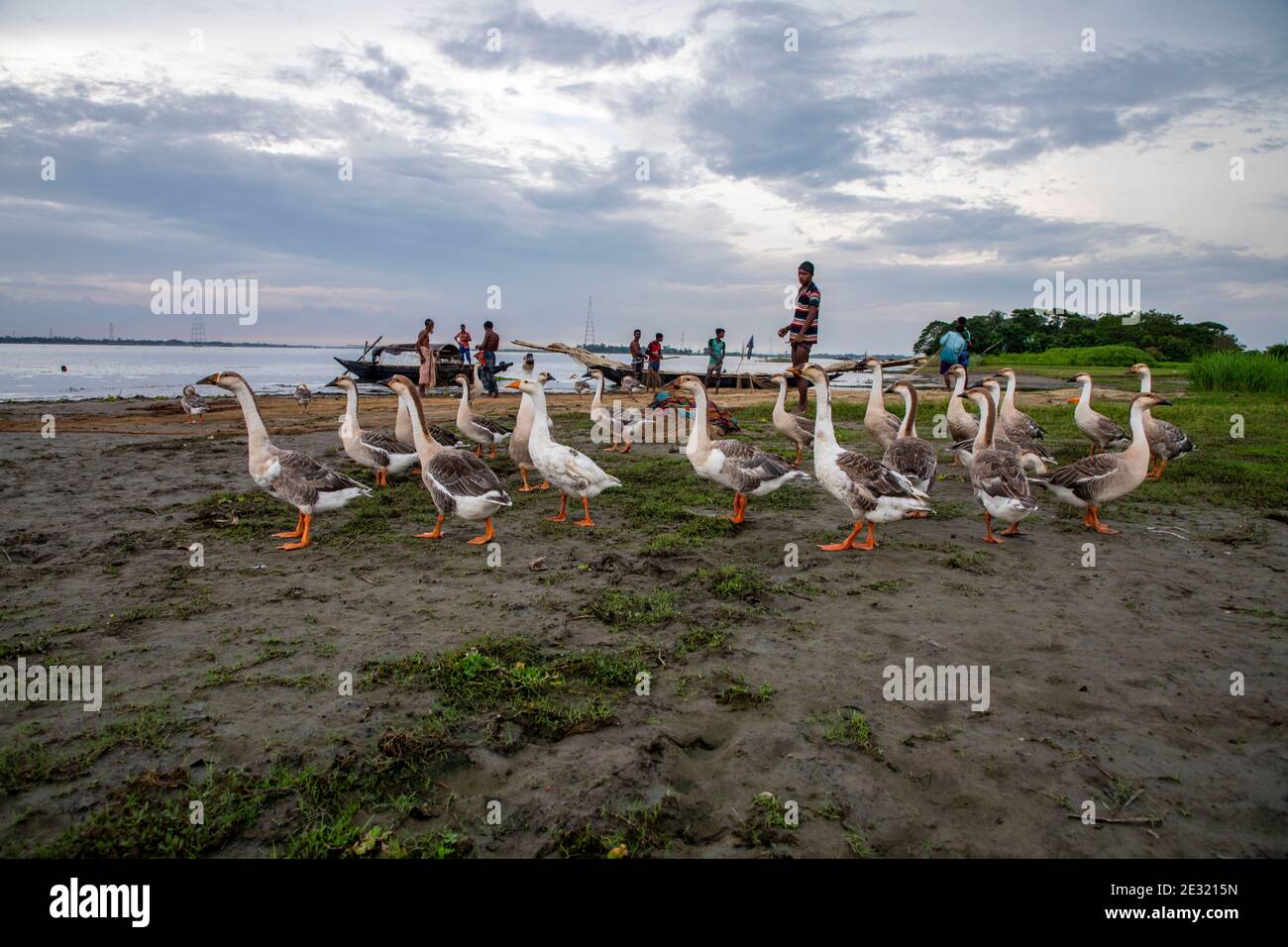 Un gregge di cigni sulla riva del fiume Meghna, Bangladesh. Foto Stock