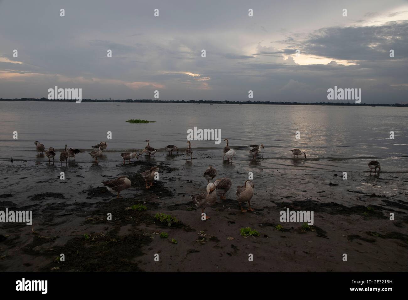 Un gregge di cigni sulla riva del fiume, Bangladesh. Foto Stock