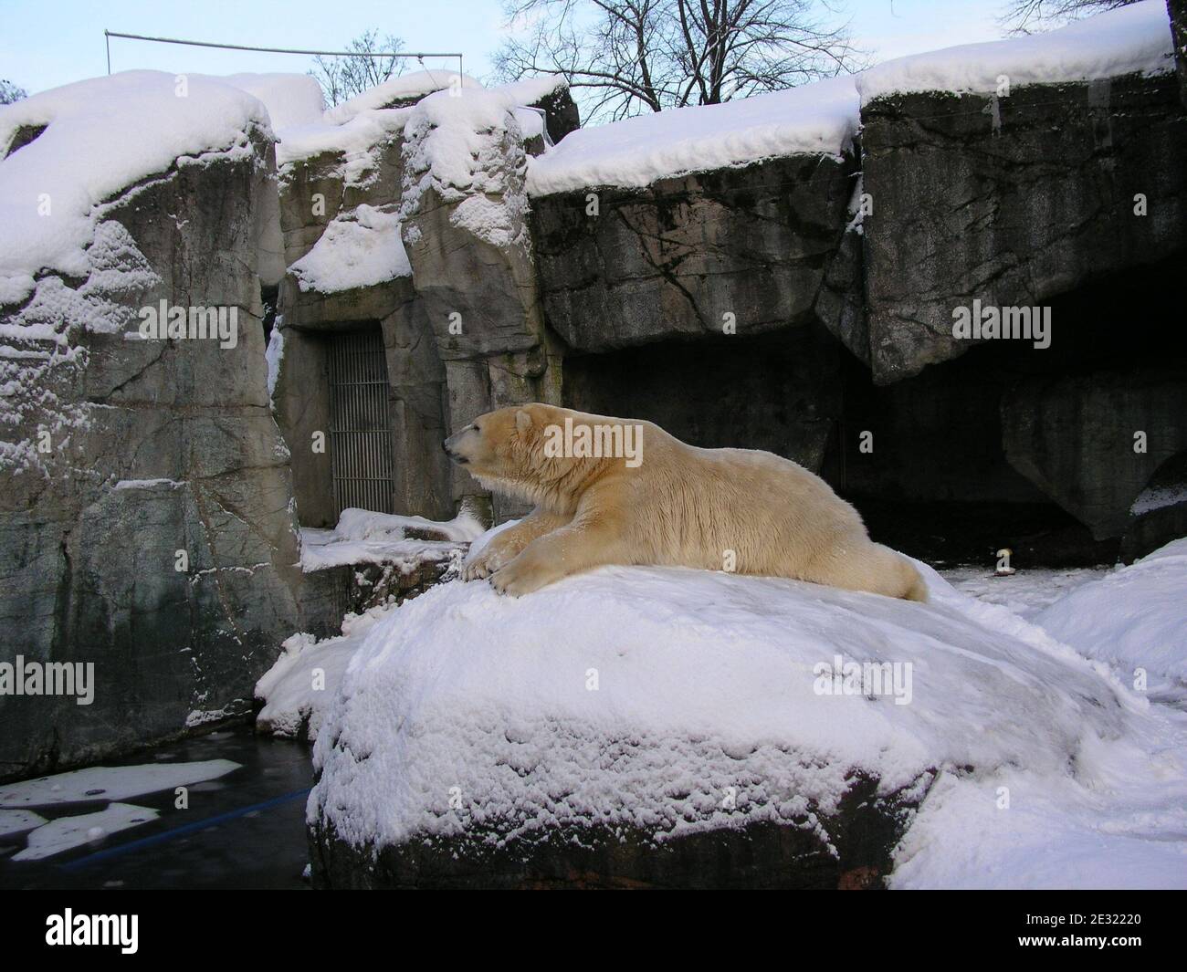 Orso polare godendo di inverno nello Zoo di Copenhagen, Danimarca. L'inverno del 2009/2010 è stato caratterizzato da numerosi e rigidi incantesimi sull'Europa settentrionale e occidentale. Questo inverno insolito si è verificato durante il dibattito pubblico sui cambiamenti climatici, durante e dopo i negoziati sul clima di Copenaghen. Foto Stock